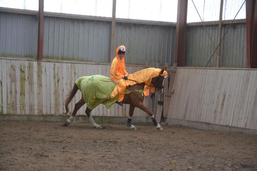 Dansk Varmblod Lindegaardens Zafir  billede 28