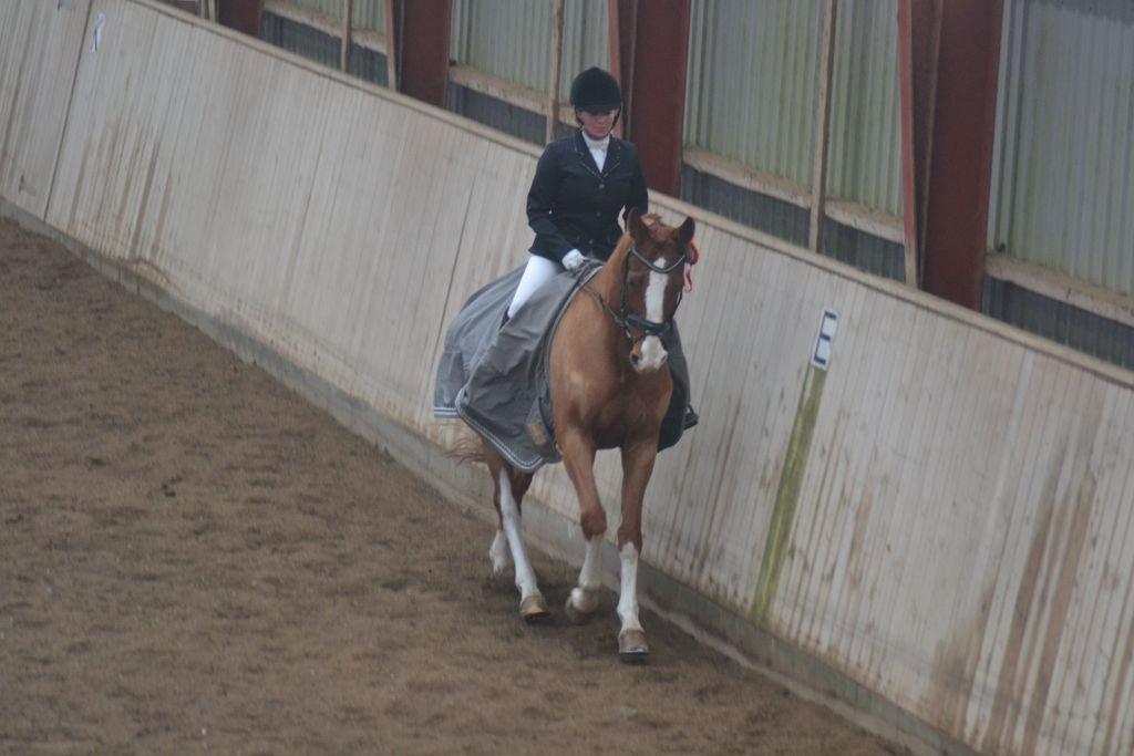 Dansk Varmblod Lindegaardens Zafir  billede 30