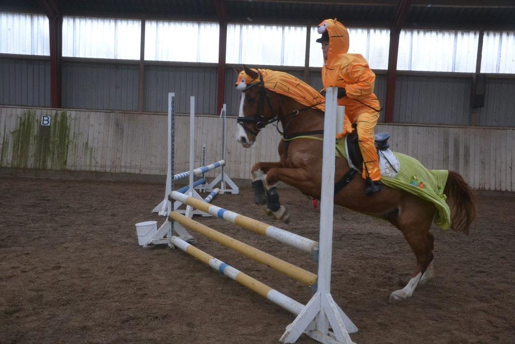 Dansk Varmblod Lindegaardens Zafir  billede 31