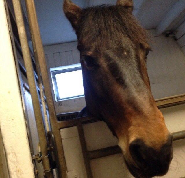 Anden særlig race Galicja  billede 7