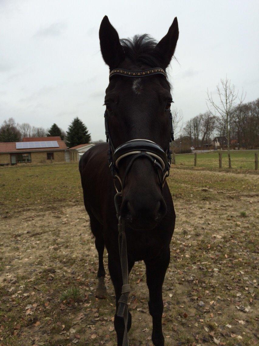 Dansk Varmblod Grandalsgårds Dakota -tidligere hest billede 23