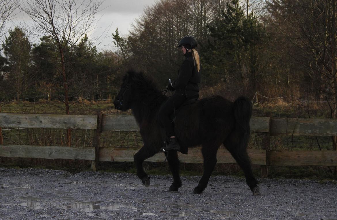 Islænder Bokki fra Hjulgården billede 18