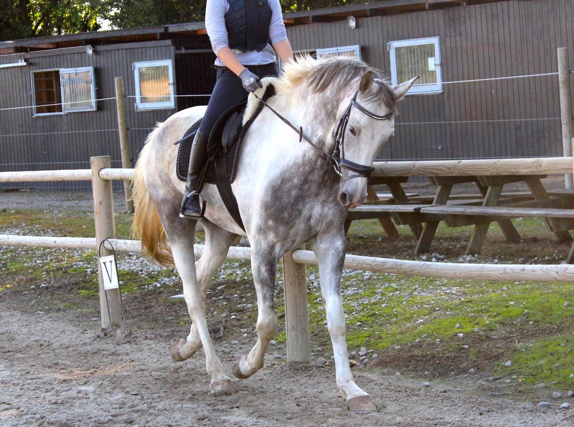 Knabstrupper Søgaardens Marlboro billede 4