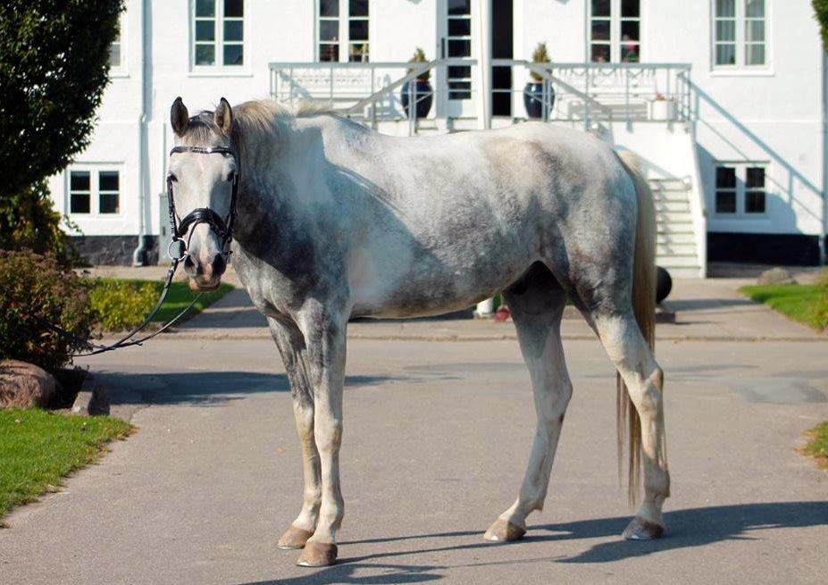 Knabstrupper Søgaardens Marlboro - Marlobarlo, taget af Julie Præstholm billede 5