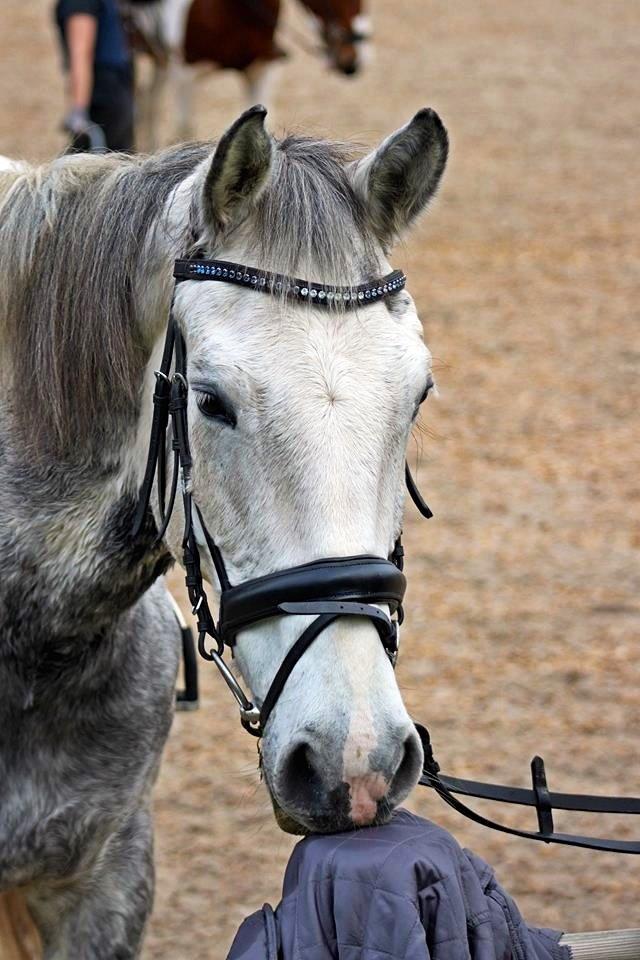 Knabstrupper Søgaardens Marlboro billede 2