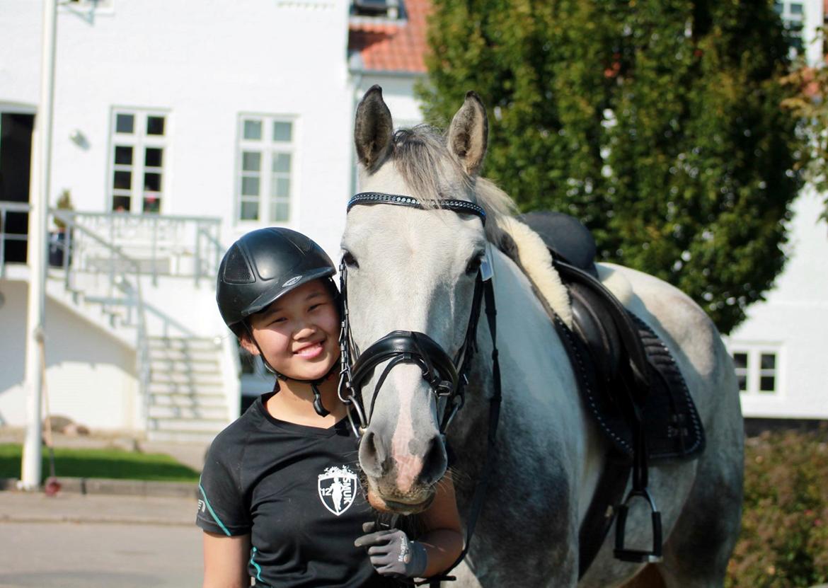 Knabstrupper Søgaardens Marlboro billede 6