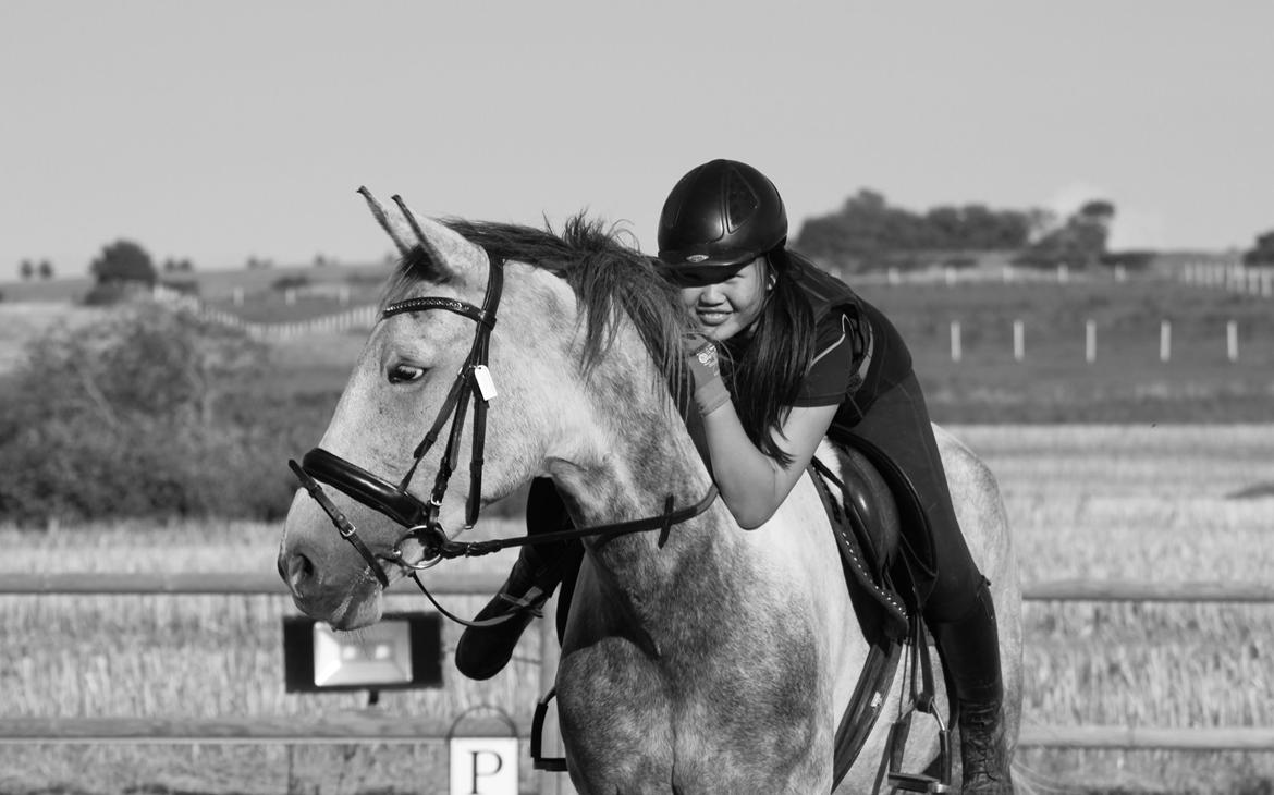 Knabstrupper Søgaardens Marlboro billede 12