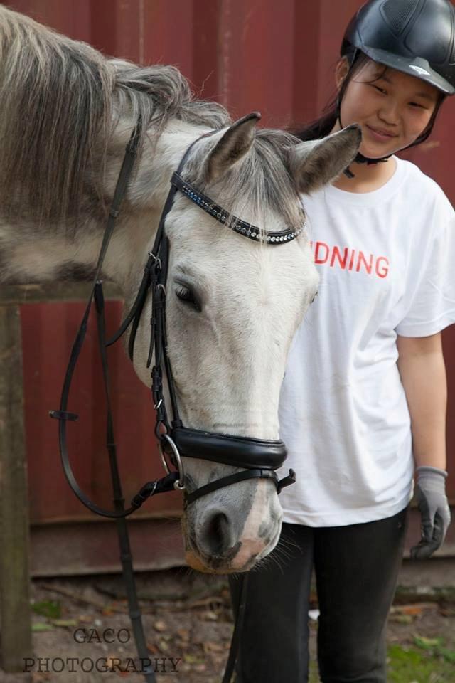 Knabstrupper Søgaardens Marlboro billede 9