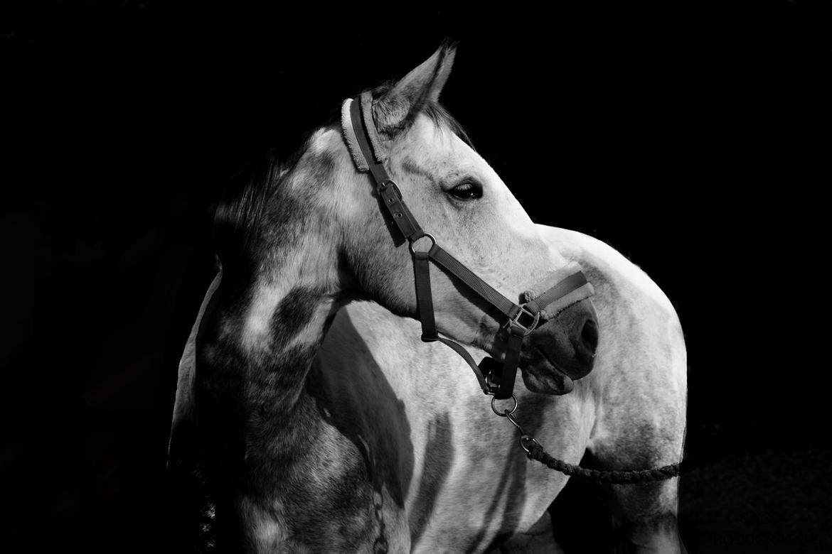 Knabstrupper Søgaardens Marlboro - Søde Marlo, taget af Gabi <3 billede 3