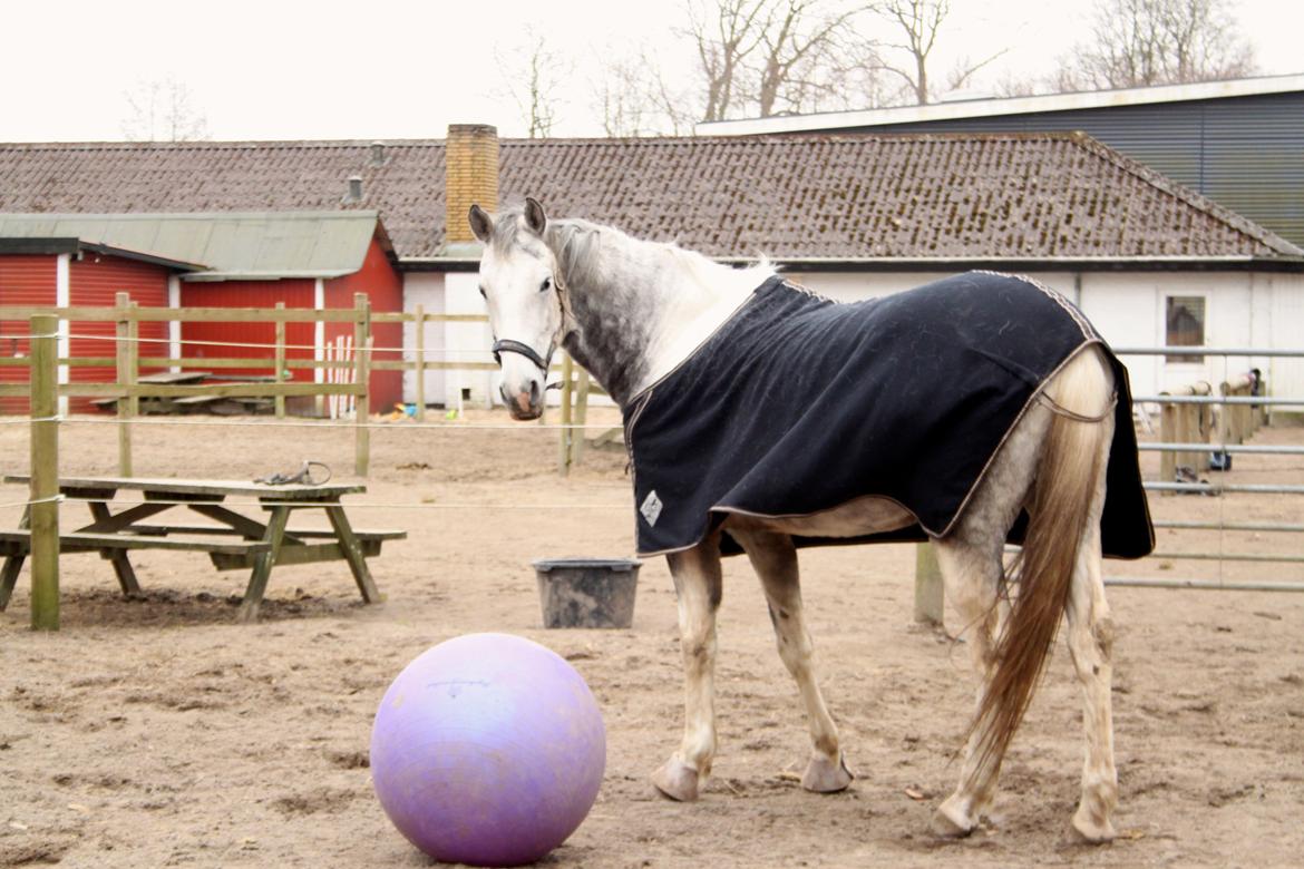 Knabstrupper Søgaardens Marlboro billede 14