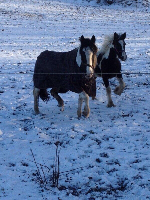 Tinker Møllegårdens Cherie billede 12