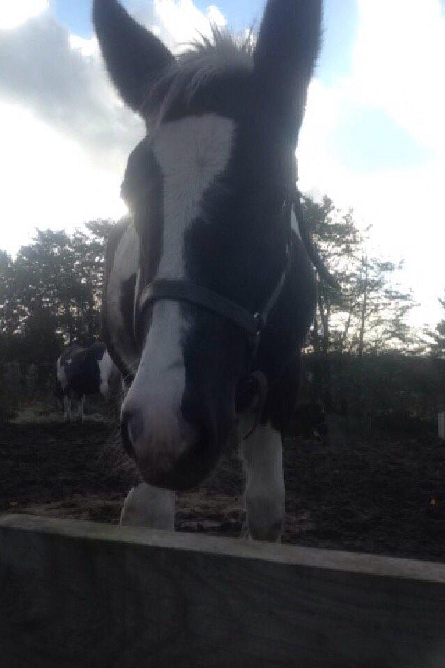 Tinker Møllegårdens Cherie billede 13