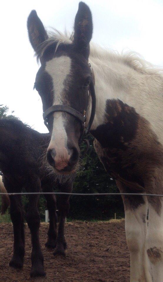 Tinker Møllegårdens Cherie billede 14