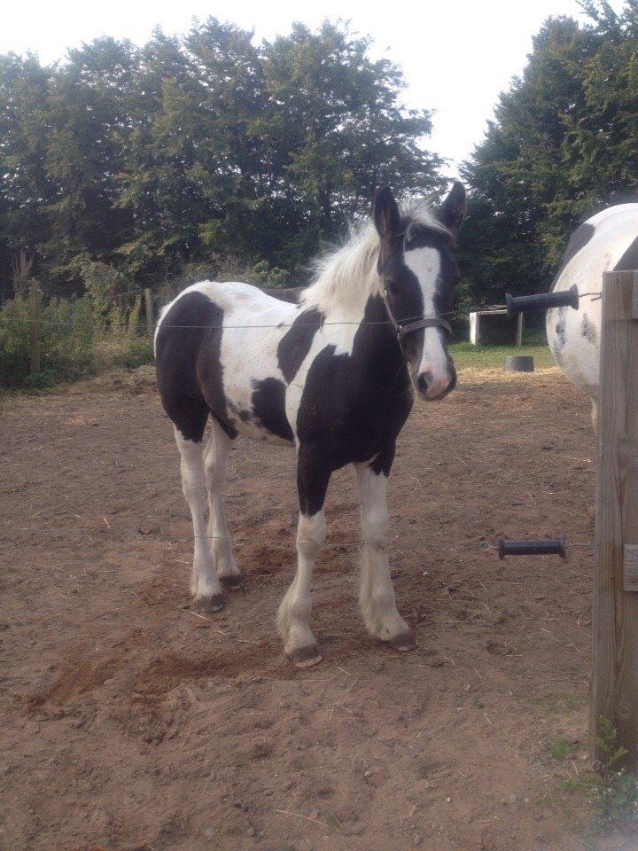 Tinker Møllegårdens Cherie billede 15
