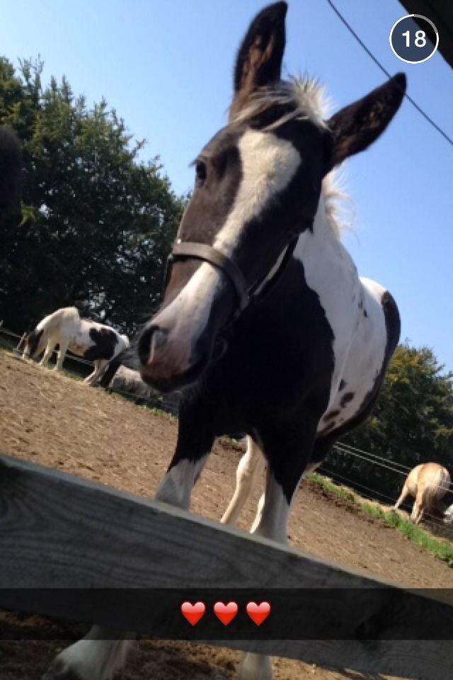 Tinker Møllegårdens Cherie billede 18