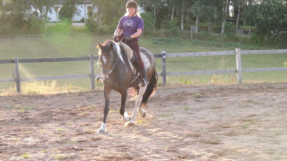 Barockpinto Valencia - Valle <3 - SOLGT - ridning sommer 2014 billede 17