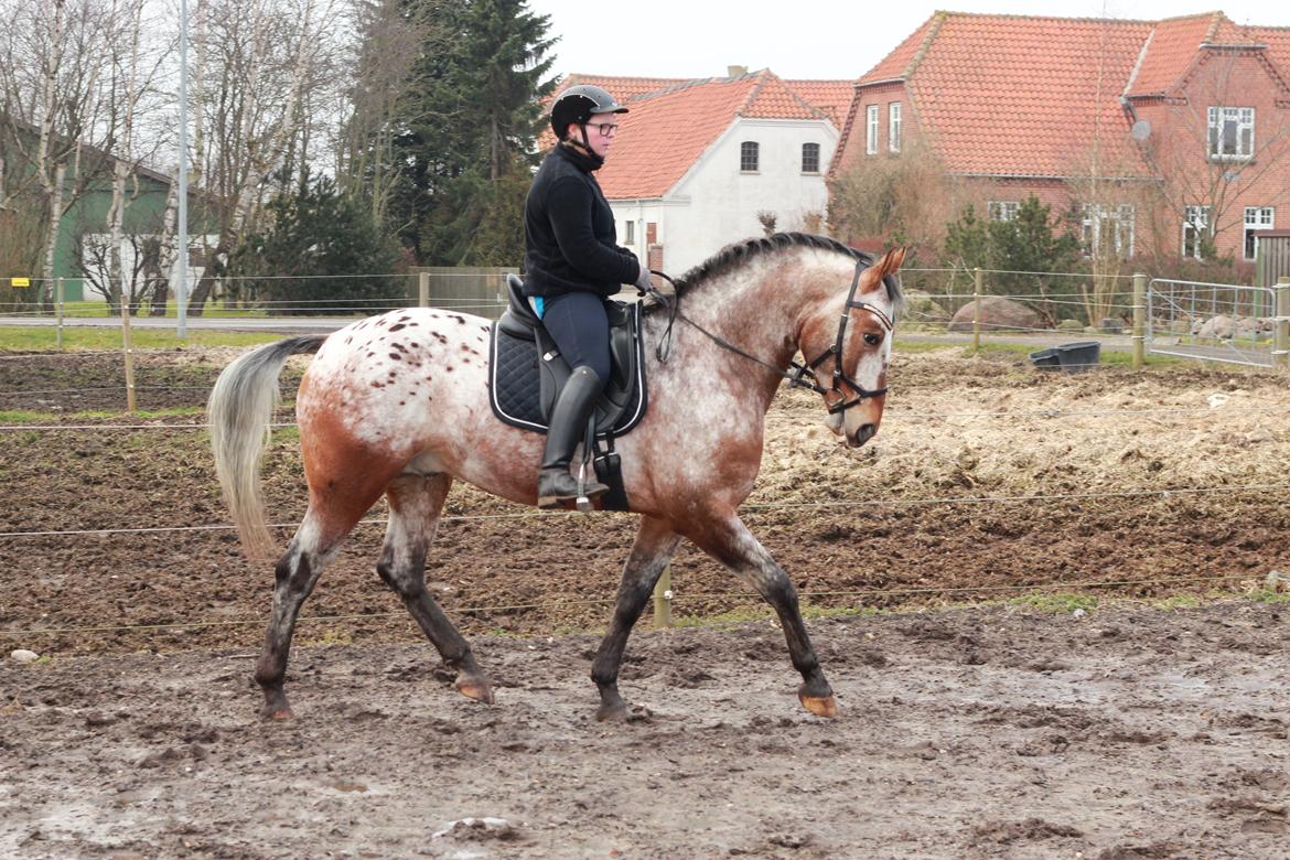 Anden særlig race Titon - Kong Triton SOLGT billede 1