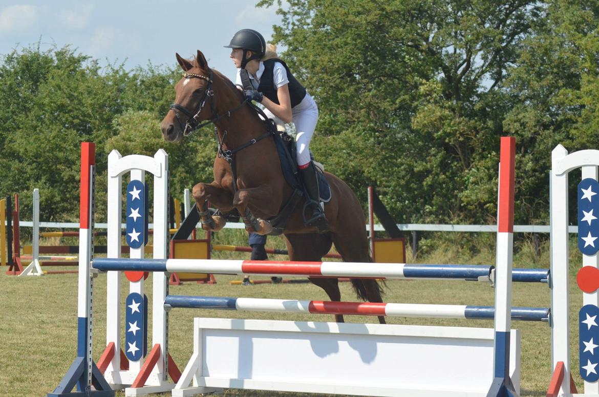 Anden særlig race Clements Penelope billede 6