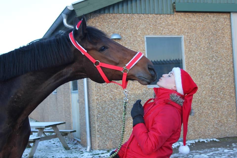 Dansk Varmblod Lareno Mandø - Møs <3 billede 5