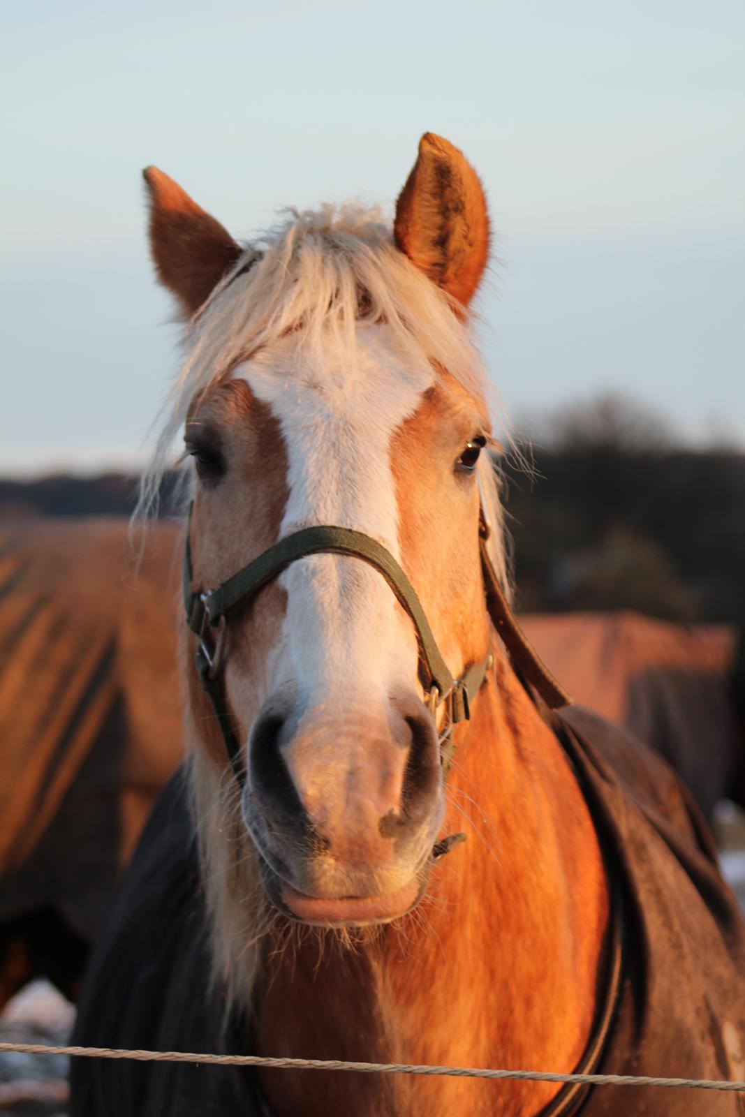 Haflinger Herkules kaldes Laffe himmel hest for altid savnet - Laffe på en dejlig vinter dag. <3 billede 17