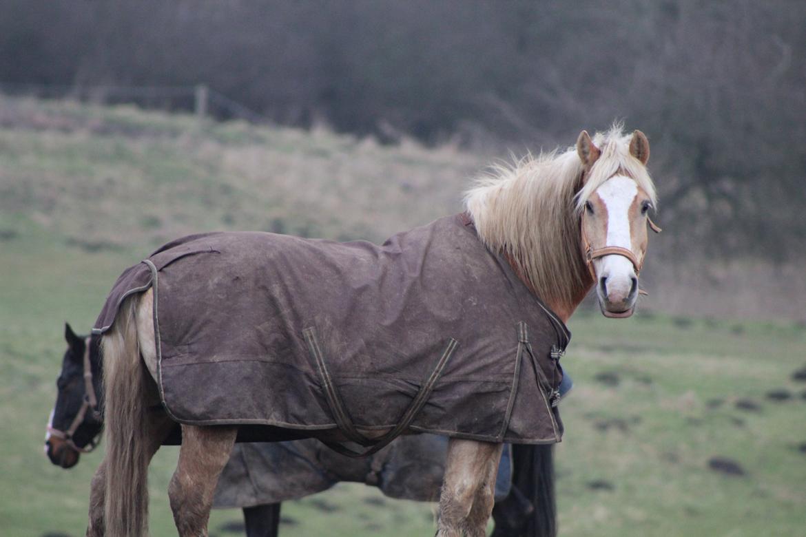 Haflinger Herkules kaldes Laffe himmel hest for altid savnet billede 19