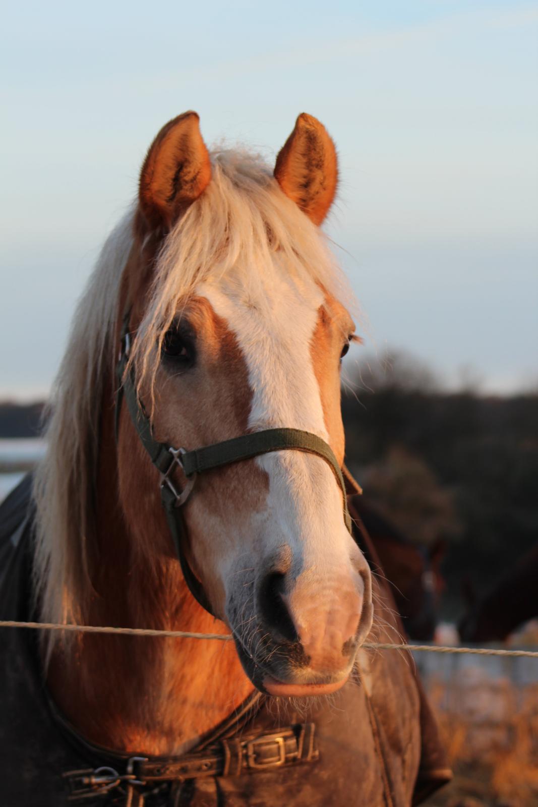 Haflinger Herkules kaldes Laffe himmel hest for altid savnet billede 18