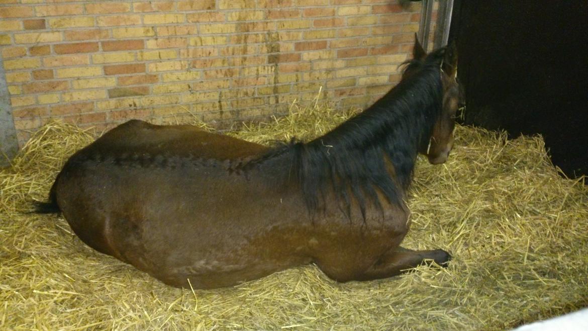 Pinto Araber MariBos Wish Me Spots (AKA Lillebror) - Træt lille hest billede 9