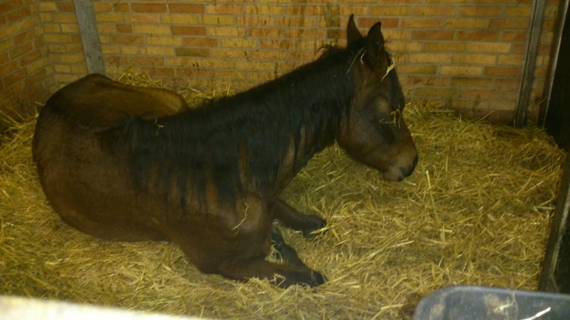 Pinto Araber MariBos Wish Me Spots (AKA Lillebror) - Træt lille hest billede 10