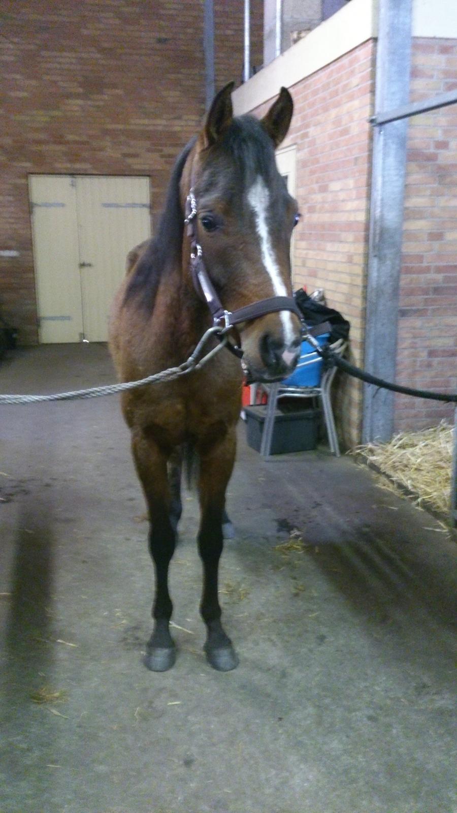 Pinto Araber MariBos Wish Me Spots (AKA Lillebror) billede 12