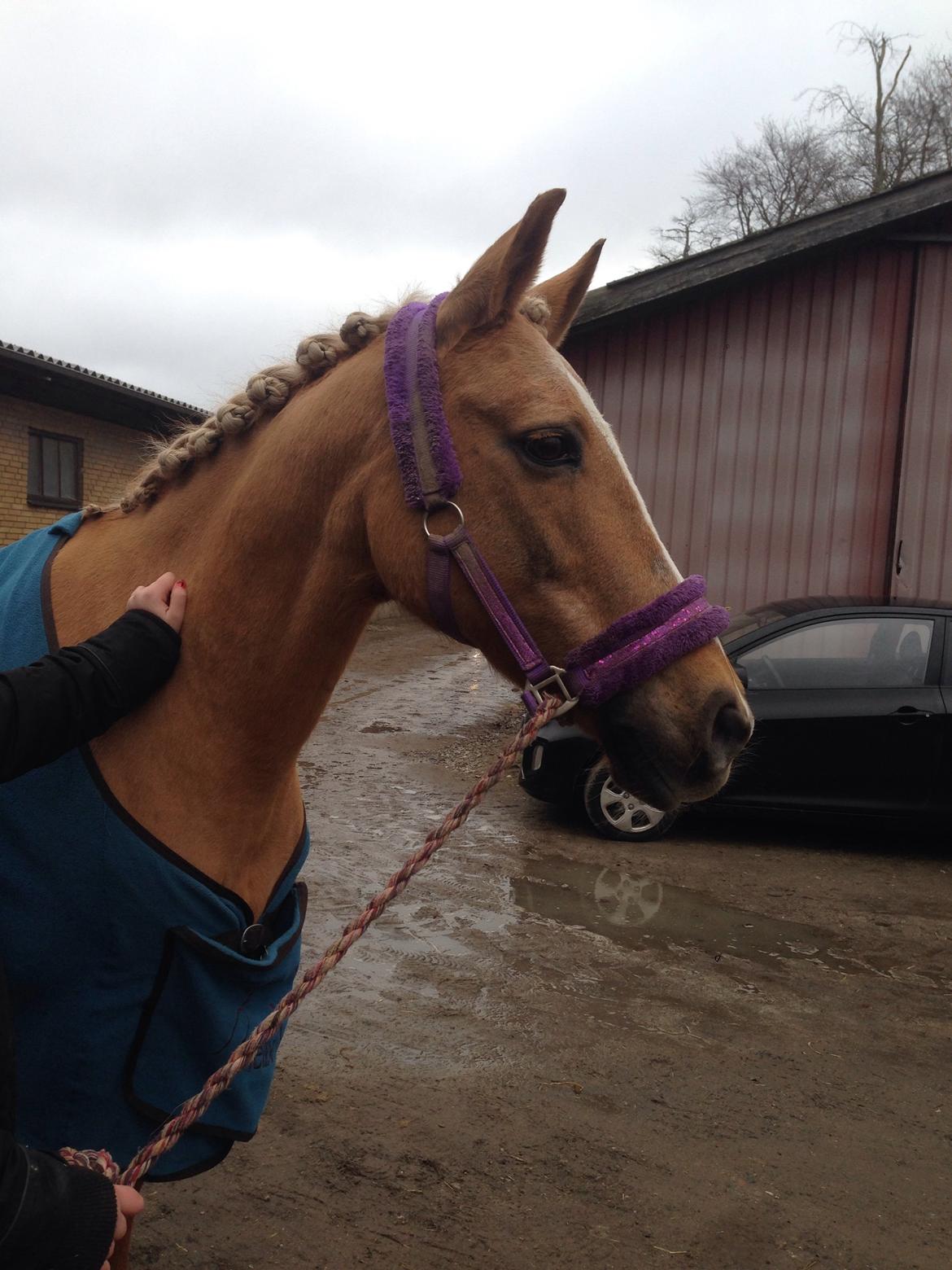 Anden særlig race Mitzi billede 8