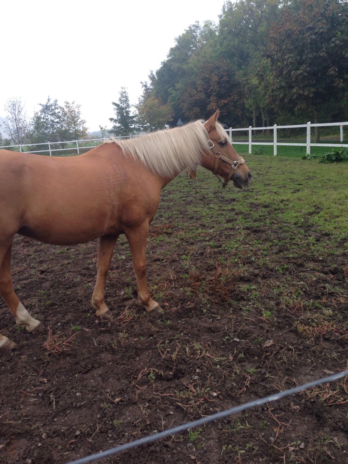 Anden særlig race Mitzi billede 9