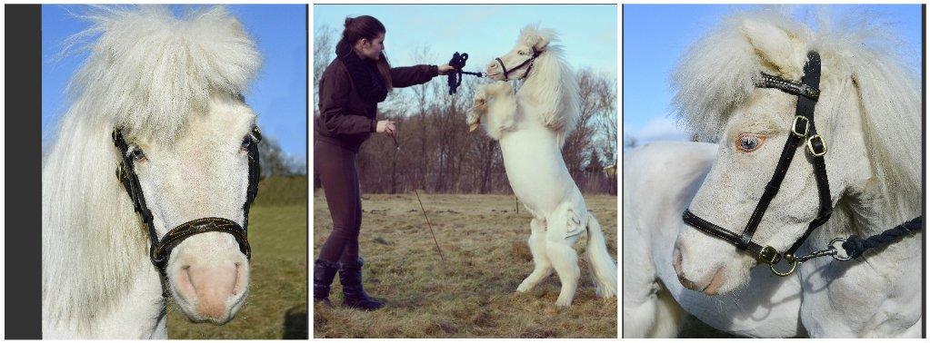 Amerikansk Miniature Marielund's Incredible *AVLSHINGST* billede 12