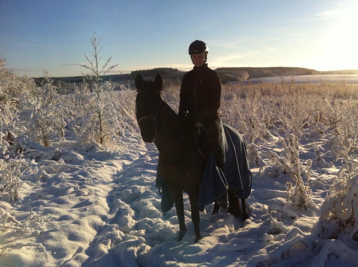 New Forest Egeballes Timian billede 8