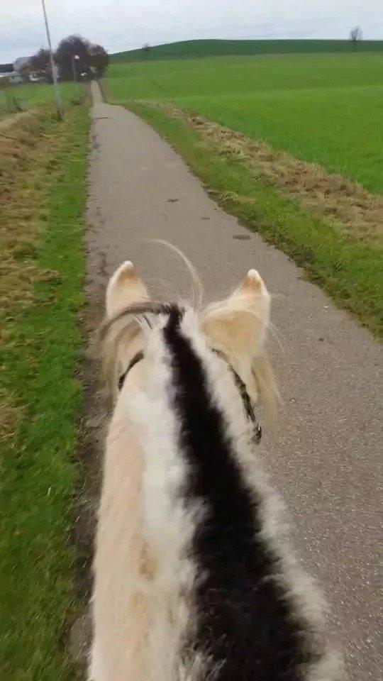 Fjordhest Møltrup tor  billede 2