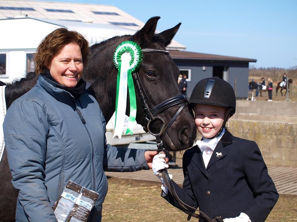 New Forest Brohus´s Paiton Delie billede 1