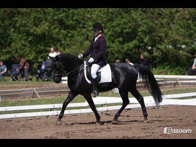 New Forest Brohus´s Paiton Delie billede 2