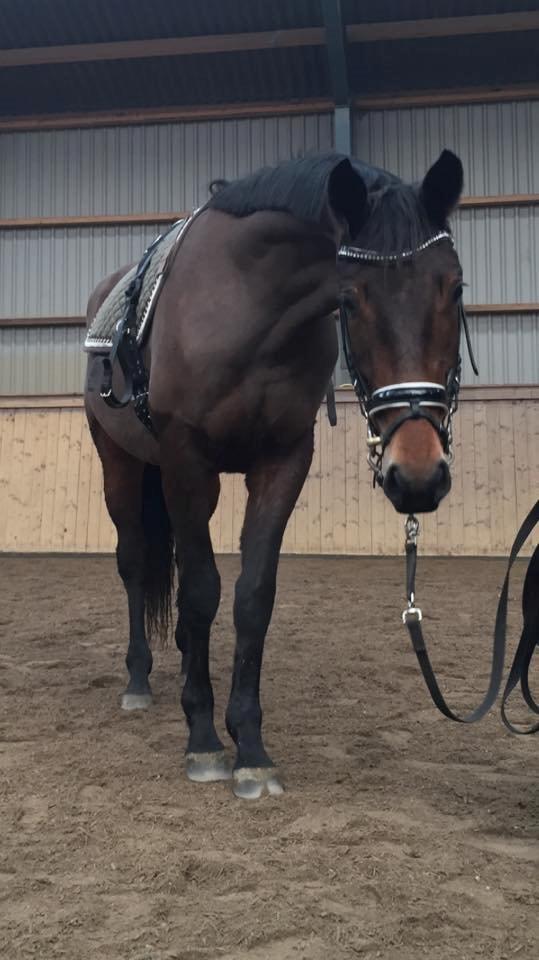 Dansk Varmblod Femme Fetal (Loppe) billede 8