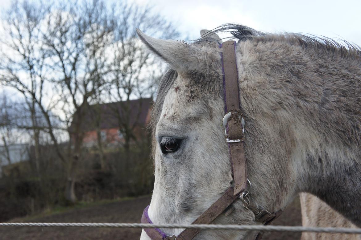 Anden særlig race Lindgaardens Spirit billede 2