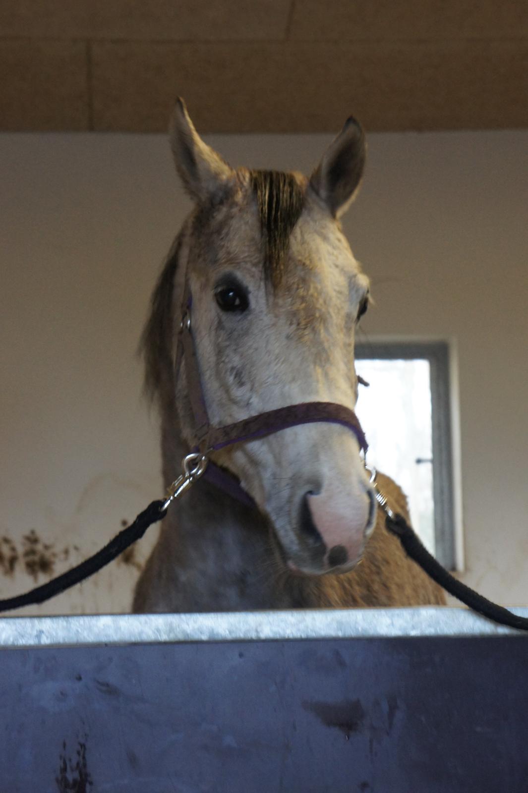 Anden særlig race Lindgaardens Spirit billede 4