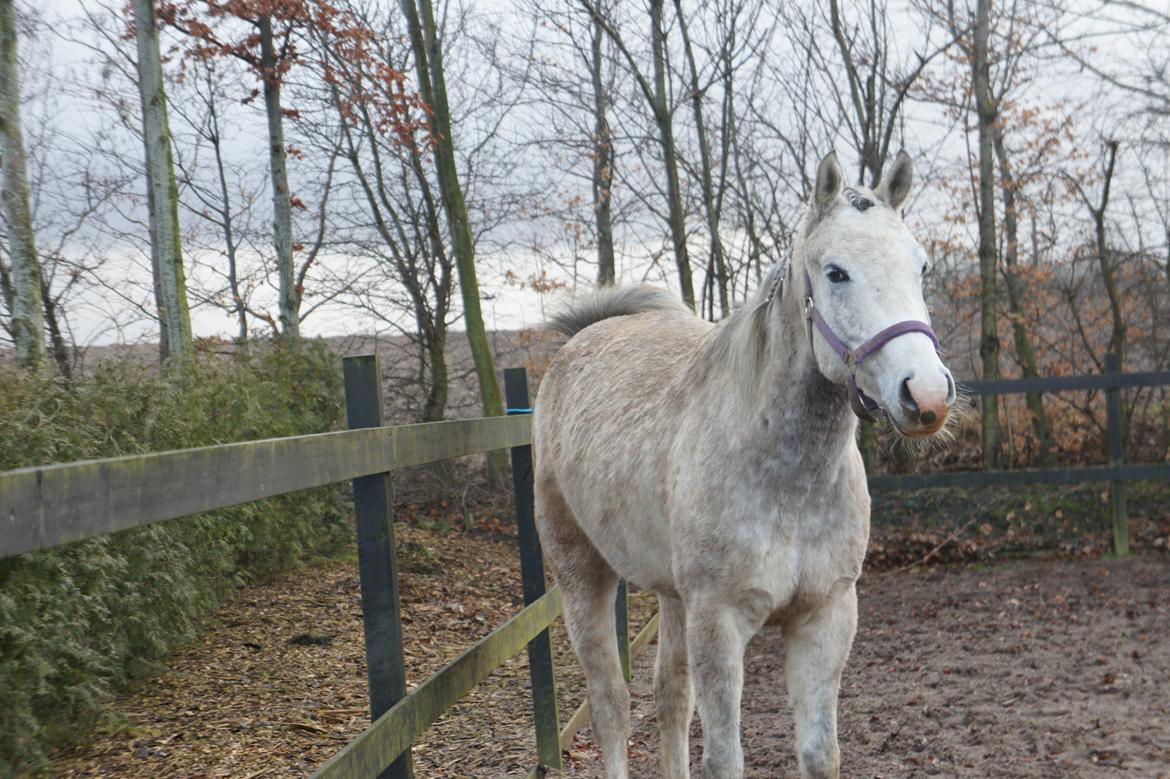 Anden særlig race Lindgaardens Spirit billede 5