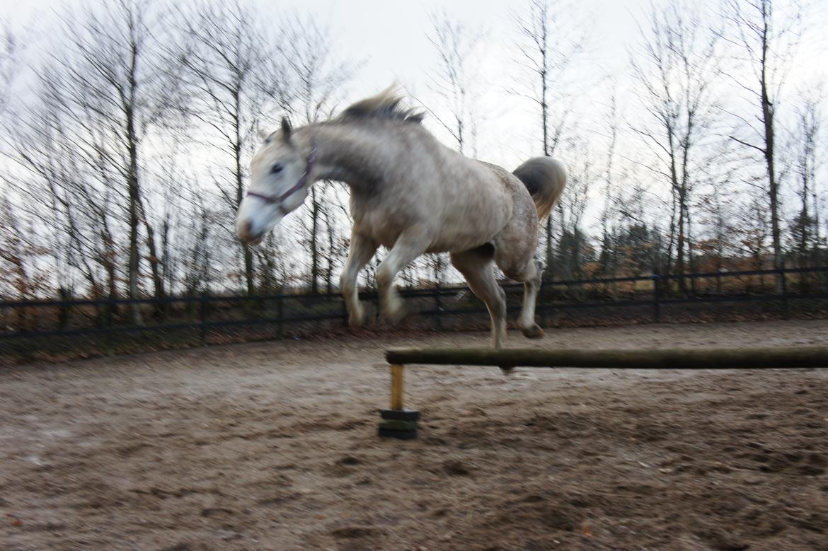 Anden særlig race Lindgaardens Spirit billede 6