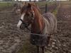 Hollandsk Sportspony Cappuccino  *SOLGT* [Min part]