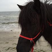 Islænder Emma  fra vinbyholt