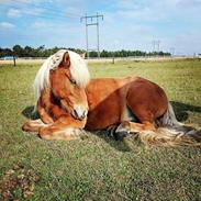 Islænder Lýsir fra Vårbymark