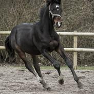 Dansk Varmblod Mr. temptation