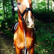 Fuldblod (XX) Eagle Heart 