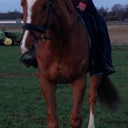 Fuldblod (XX) Eagle Heart 