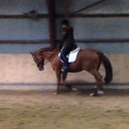 Fuldblod (XX) Eagle Heart 