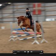 Fuldblod (XX) Eagle Heart 