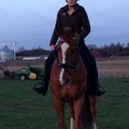 Fuldblod (XX) Eagle Heart 